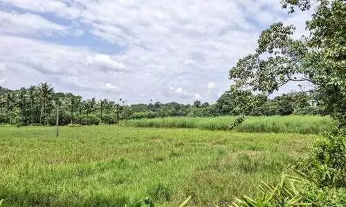 പ്രകൃതി സൗന്ദര്യം ഒളിപ്പിച്ച്​ തുരുത്തിപ്പള്ളി