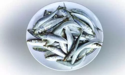 അടുക്കളയിലേക്ക് തിരിച്ചെത്തി മത്തി; അയലക്കും വില കുറഞ്ഞു