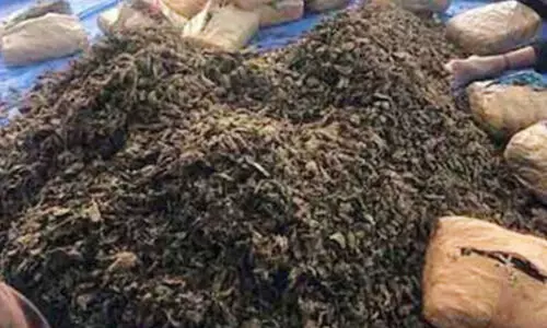 ആന്ധ്രാപ്രദേശിൽ എട്ടു ക്വിന്റൽ കഞ്ചാവുമായി ട്രക്ക് പിടികൂടി