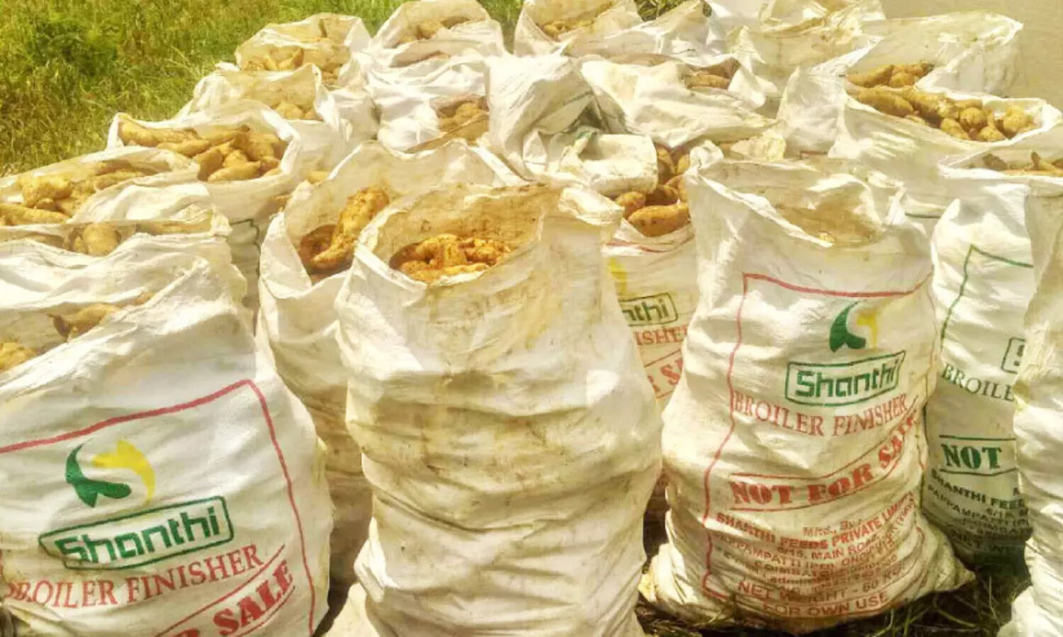 മധുരക്കിഴങ്ങിന്റെ നാട്ടിൽ മാധുര്യത്തോടെ വിളവെടുപ്പ്