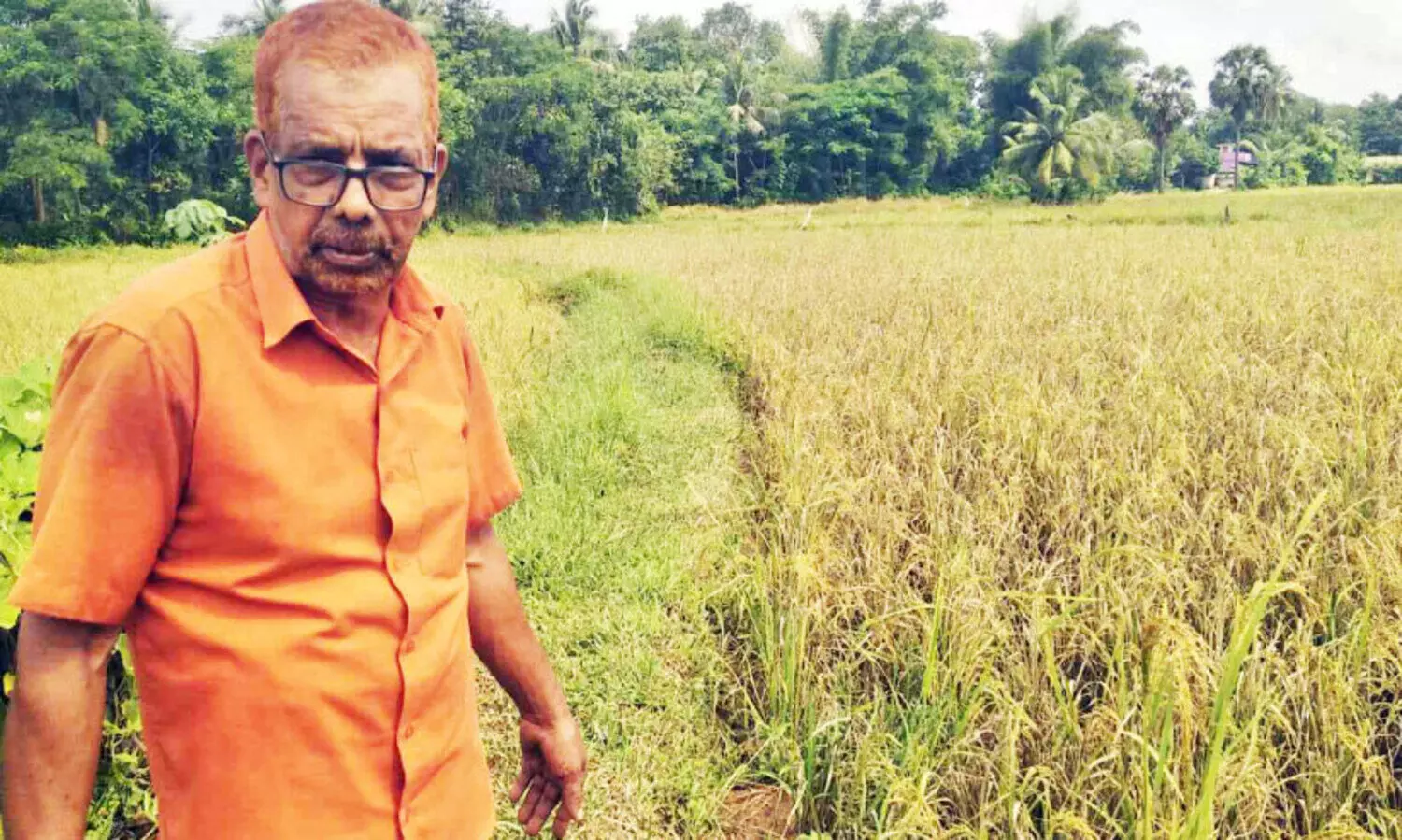 നെൽകൃഷിക്ക് രോഗം; കൊയ്തെടുക്കാനാവാതെ  കർഷകർ