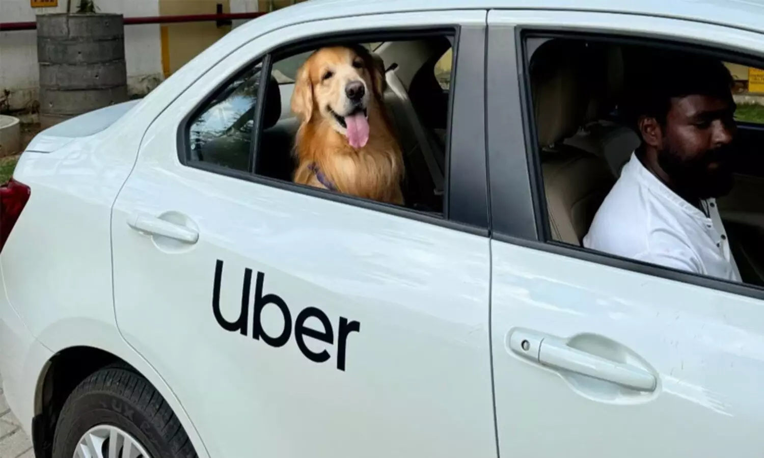 uber pet