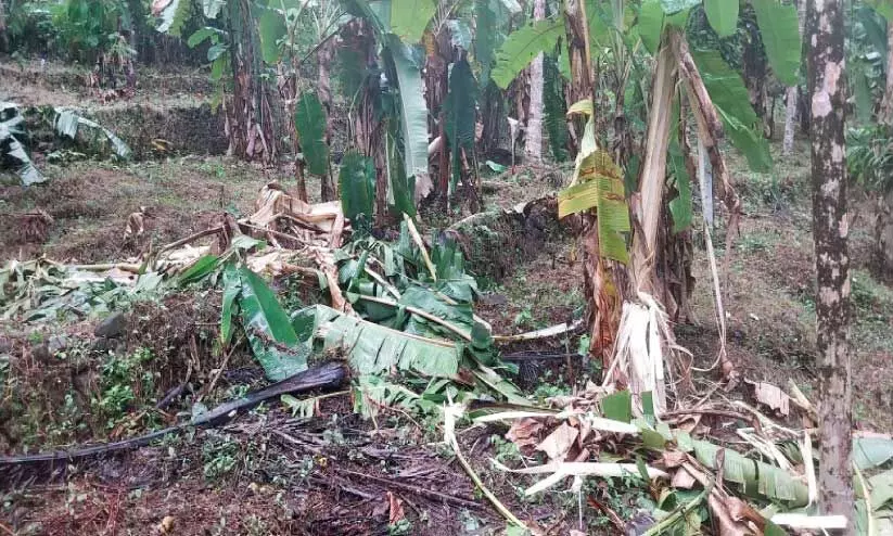 കാട്ടാന ആക്രമണത്തിൽ കൃഷിനാശം