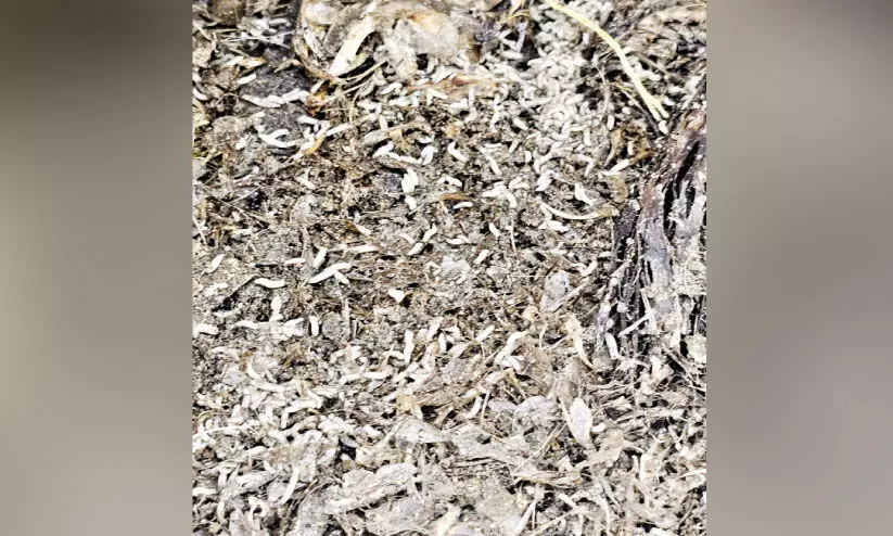 ponnani harbour ponnani harbour