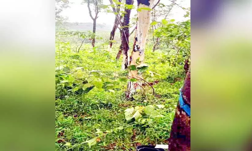 ആറളം ഫാമിൽ വീണ്ടും കാട്ടാനക്കലി ആറളം ഫാമിൽ വീണ്ടും കാട്ടാനക്കലി