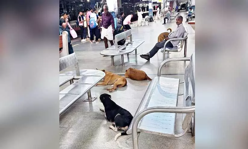 സർക്കാർ സ്ഥാപനങ്ങളിൽ നായ്ക്കൾ; പൊറുതിമുട്ടി ജനം സർക്കാർ സ്ഥാപനങ്ങളിൽ നായ്ക്കൾ; പൊറുതിമുട്ടി ജനം