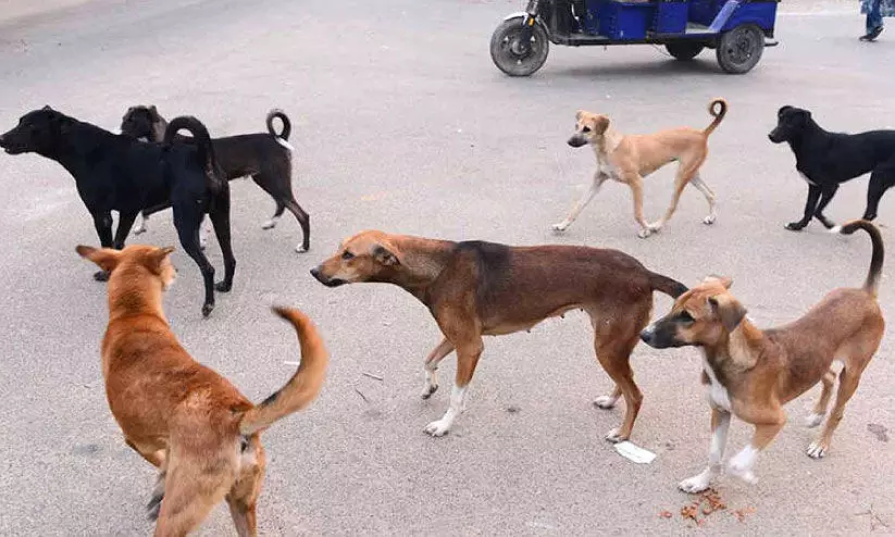 ഒ​റ്റ​പ്പാ​ല​ത്ത് തെ​രു​വ് നാ​യ്ക്ക​ൾ പെ​രു​കു​ന്നു; എ.​ബി.​സി പ​ദ്ധ​തി പ്ര​ഹ​സ​നം