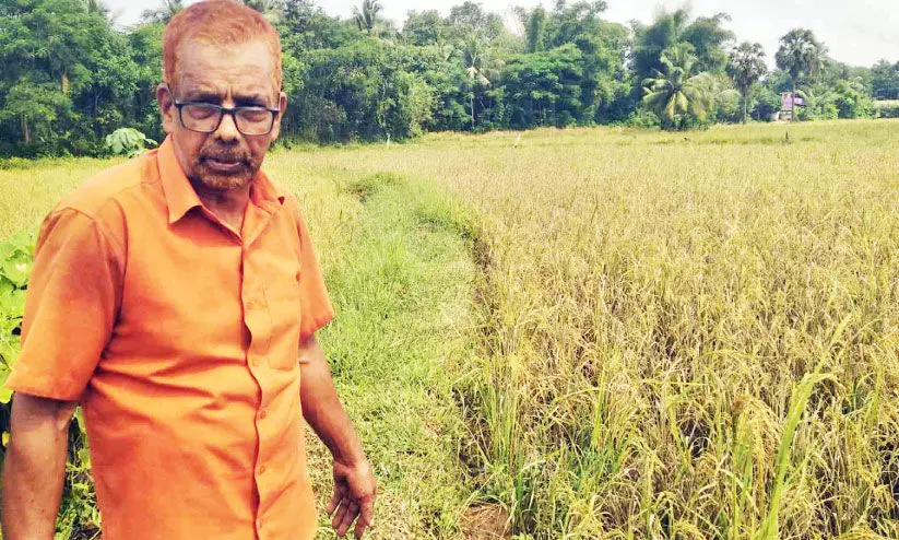 നെൽകൃഷിക്ക് രോഗം; കൊയ്തെടുക്കാനാവാതെ  കർഷകർ