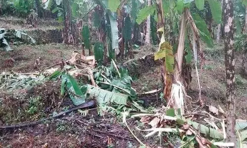 കാട്ടാന ആക്രമണത്തിൽ കൃഷിനാശം