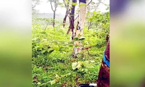 ആറളം ഫാമിൽ വീണ്ടും കാട്ടാനക്കലി