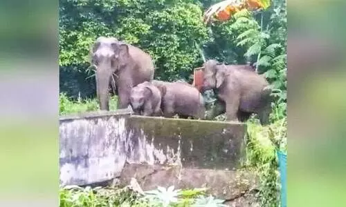 മ​ല​ക്ക​പ്പാ​റ​യി​ൽ കാ​ട്ടാ​ന ആ​ക്ര​മ​ണം; മൂ​ന്നു തൊ​ഴി​ലാ​ളി​ക​ൾ​ക്ക് പ​രി​ക്ക്