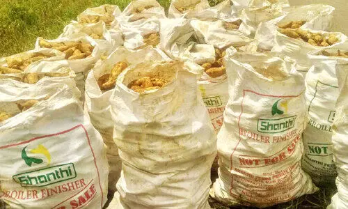 മധുരക്കിഴങ്ങിന്റെ നാട്ടിൽ മാധുര്യത്തോടെ വിളവെടുപ്പ്