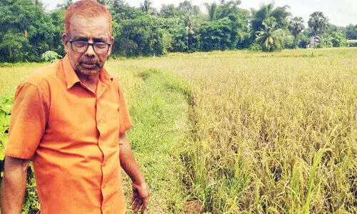 നെൽകൃഷിക്ക് രോഗം; കൊയ്തെടുക്കാനാവാതെ  കർഷകർ