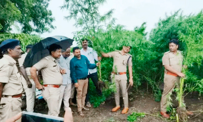 Cannabis cultivation Cannabis cultivation