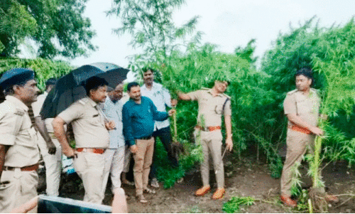 Cannabis cultivation