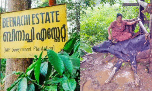 ചൂരിമലയിലെ കടുവ സാന്നിധ്യം; വില്ലനാകുന്നത് ബീനാച്ചി എസ്റ്റേറ്റ് ചൂരിമലയിലെ കടുവ സാന്നിധ്യം; വില്ലനാകുന്നത് ബീനാച്ചി എസ്റ്റേറ്റ്
