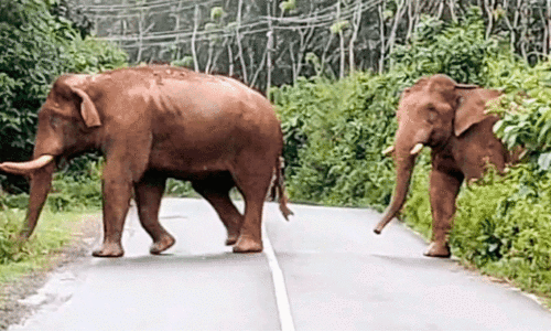 Wild elephant attack,