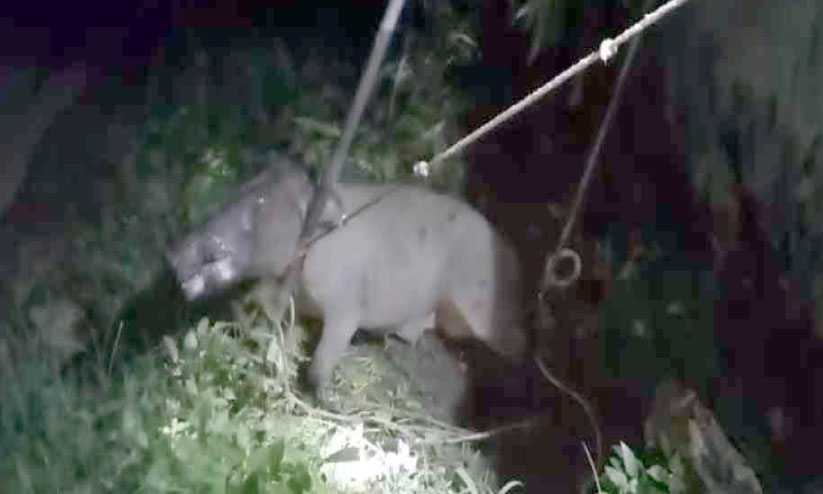 ഉറുകുന്നിൽ ഭീതി പടർത്തിയ കാട്ടുപന്നി കുരുക്കിലായി