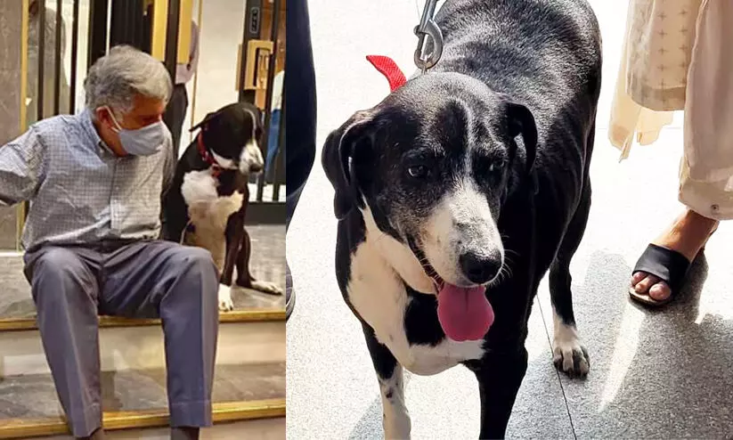 tatas-dog goa tatas-dog goa