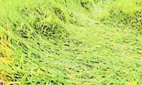 മഴയിൽ നെല്ല് വീണു; ആശങ്കയിൽ കർഷകർ