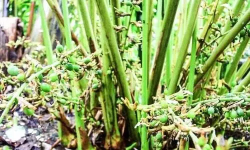 പ്രതികൂല കാലാവസ്ഥ; വില ഉയരുമ്പോഴും ഏലം കർഷകർക്ക് ആശങ്ക