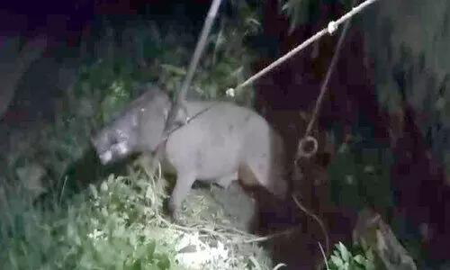 ഉറുകുന്നിൽ ഭീതി പടർത്തിയ കാട്ടുപന്നി കുരുക്കിലായി