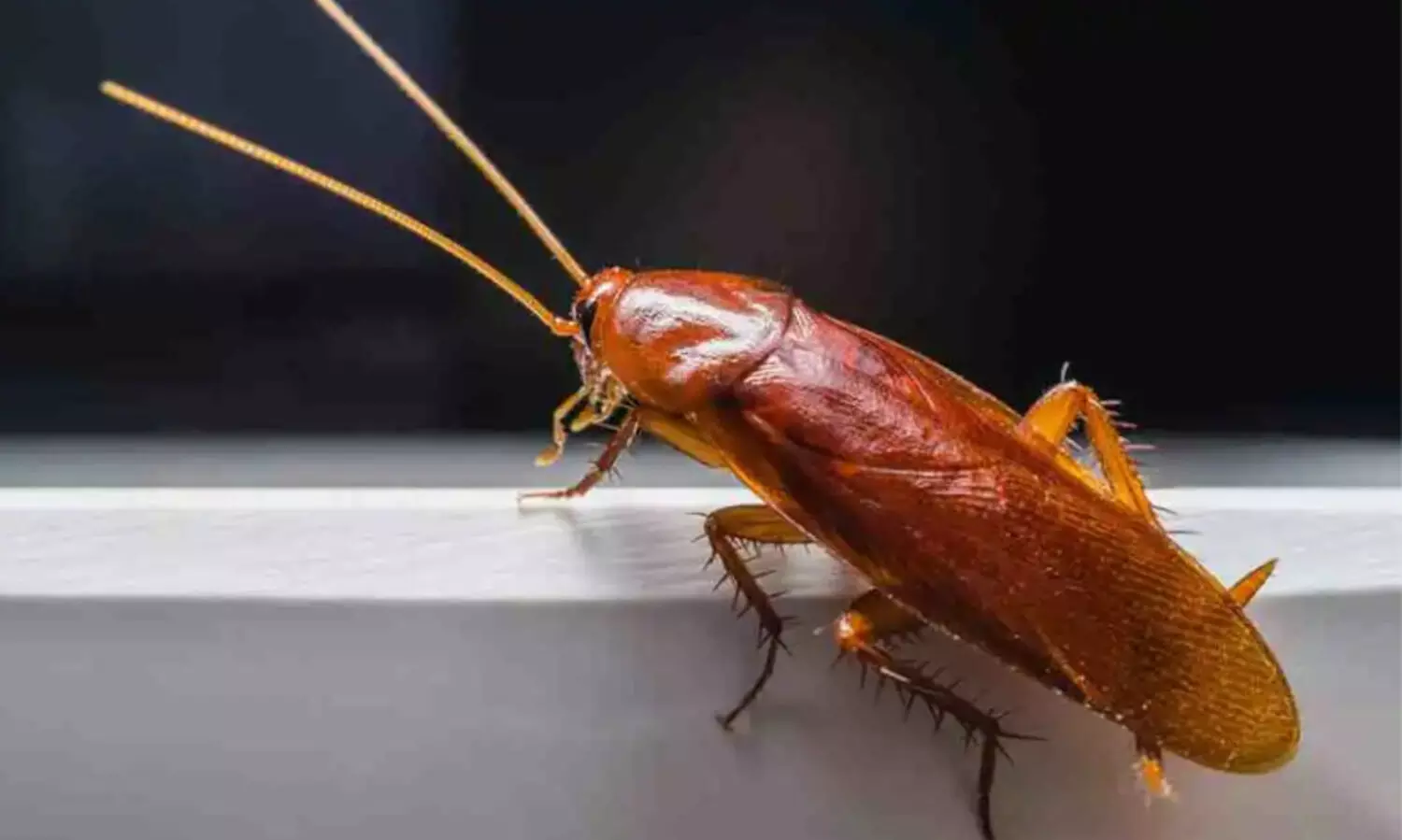 cockroach