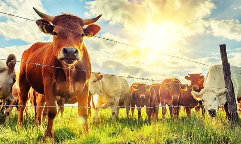 കന്നുകാലികളിൽ വ്യാപക വയറിളക്കം; പൂപ്പൽ വിഷബാധക്കെതിരെ മുന്നറിയിപ്പുമായി മൃഗസംരക്ഷണ വകുപ്പ്