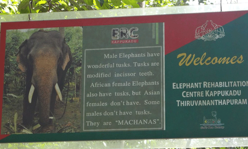 kappukadu elephant rehabilitation centre