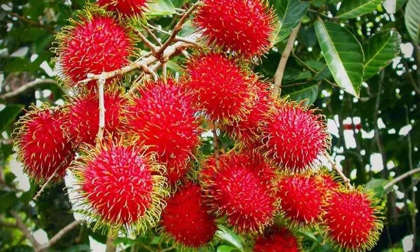 rambutan