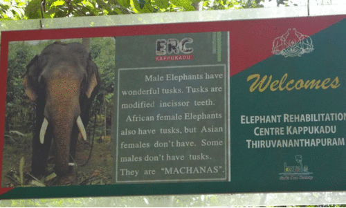 kappukadu elephant rehabilitation centre
