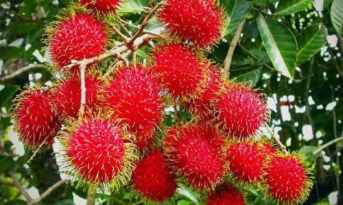 rambutan
