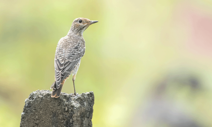 ആവേശമായി അപൂർവ വിരുന്നുകാരൻ