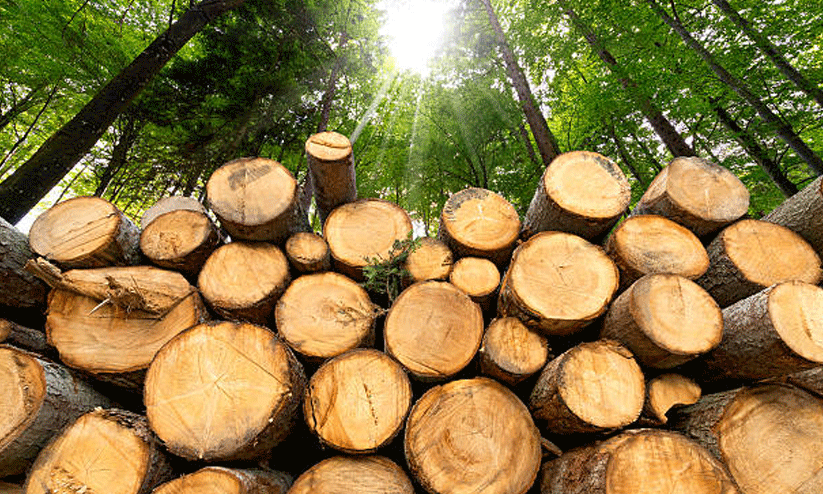 timber industry timber industry