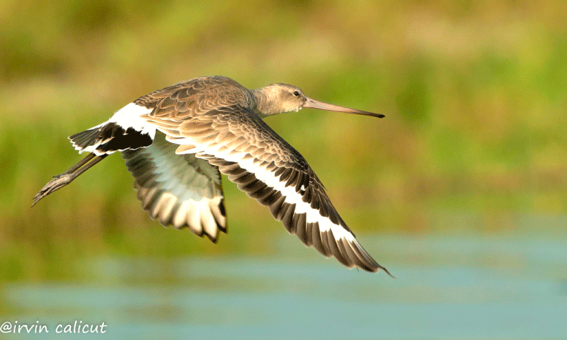 World Migratory Bird Day