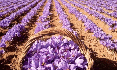 Saffron production
