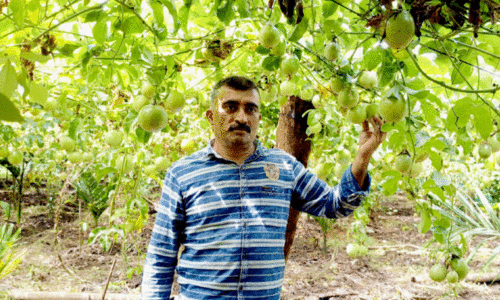 പാ​ഷ​ൻ ഫ്രൂ​ട്ട് കൃ​ഷി​യി​ൽ നേ​ട്ട​ങ്ങ​ൾ കൊ​യ്ത് കാ​പ്പി​സെ​റ്റ് സ്വ​ദേ​ശി