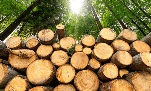 timber industry