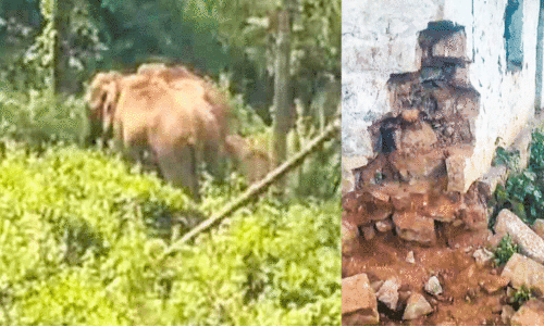 അമ്പനാട്​ കാട്ടാനയിറങ്ങി ലയം തകർത്തു