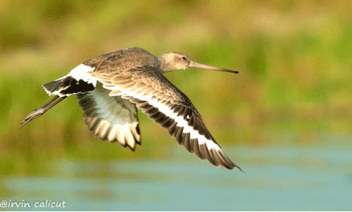 World Migratory Bird Day