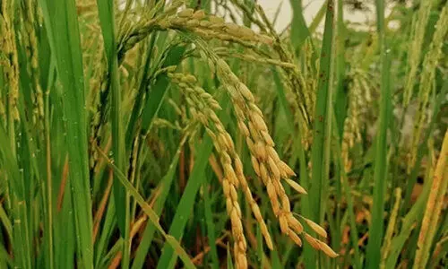 നെ​ല്ല് സം​ഭ​ര​ണം വൈ​കി;  മ​ഴ ന​ന​ഞ്ഞ നെ​ല്ല് ഉ​ണ​ക്കി സൂ​ക്ഷി​ക്കാ​നാ​കാ​തെ ക​ർ​ഷ​ക​ർ