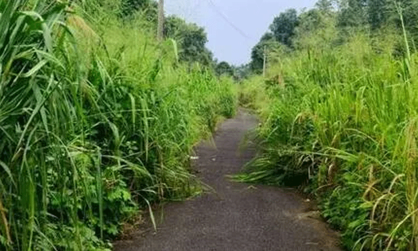 കാടുമൂടി ഇലന്തൂരിലെ കനാലും കനാൽ റോഡുകളും