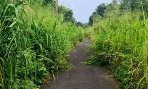 കാടുമൂടി ഇലന്തൂരിലെ കനാലും കനാൽ റോഡുകളും