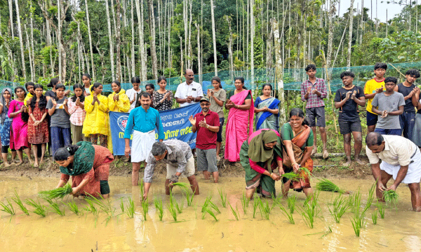 പാഠപുസ്തകത്തിൽനിന്ന് നെൽപ്പാടത്തേക്കിറങ്ങി വിദ്യാർഥികൾ പാഠപുസ്തകത്തിൽനിന്ന് നെൽപ്പാടത്തേക്കിറങ്ങി വിദ്യാർഥികൾ