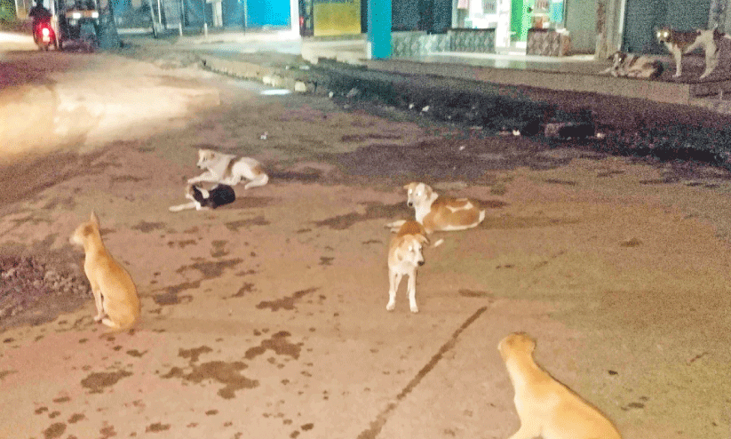 കൈരളി റോഡിൽ തെരുവുനായ് ശല്യം രൂക്ഷം കൈരളി റോഡിൽ തെരുവുനായ് ശല്യം രൂക്ഷം