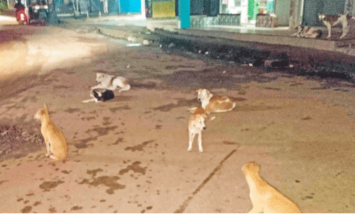 കൈ​ര​ളി റോ​ഡി​ൽ തെ​രു​വു​നാ​യ് ശ​ല്യം രൂ​ക്ഷം