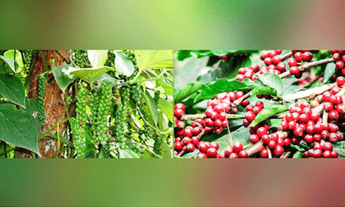 ഏലം കർഷകർ കുരുമുളക്​, കാപ്പി കൃഷിയിലേക്ക്