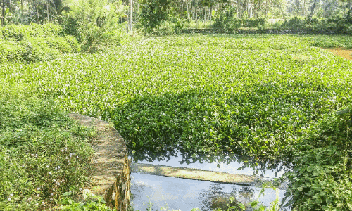 നവീകരണം ഫലം കണ്ടില്ല; ഉപയോഗശൂന്യമായി ആറാട്ട് കുളം