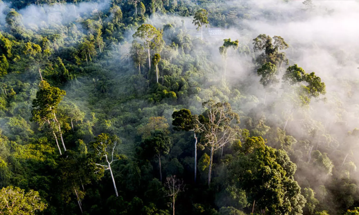 ഉഷ്ണമേഖലാ വനങ്ങൾക്കുമേൽ നിഴൽവിരിച്ച്   കാലാവസ്ഥാ വ്യതിയാനം