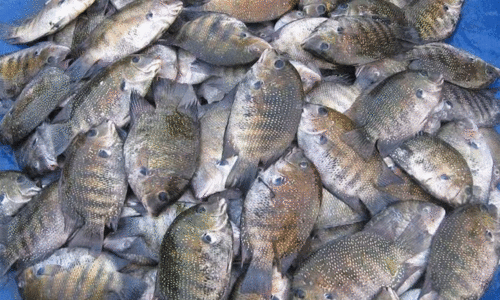 കുതിപ്പ്​ തുടർന്ന്​ കരിമീൻ​; കൊഞ്ചിന്​ വില കുറഞ്ഞു